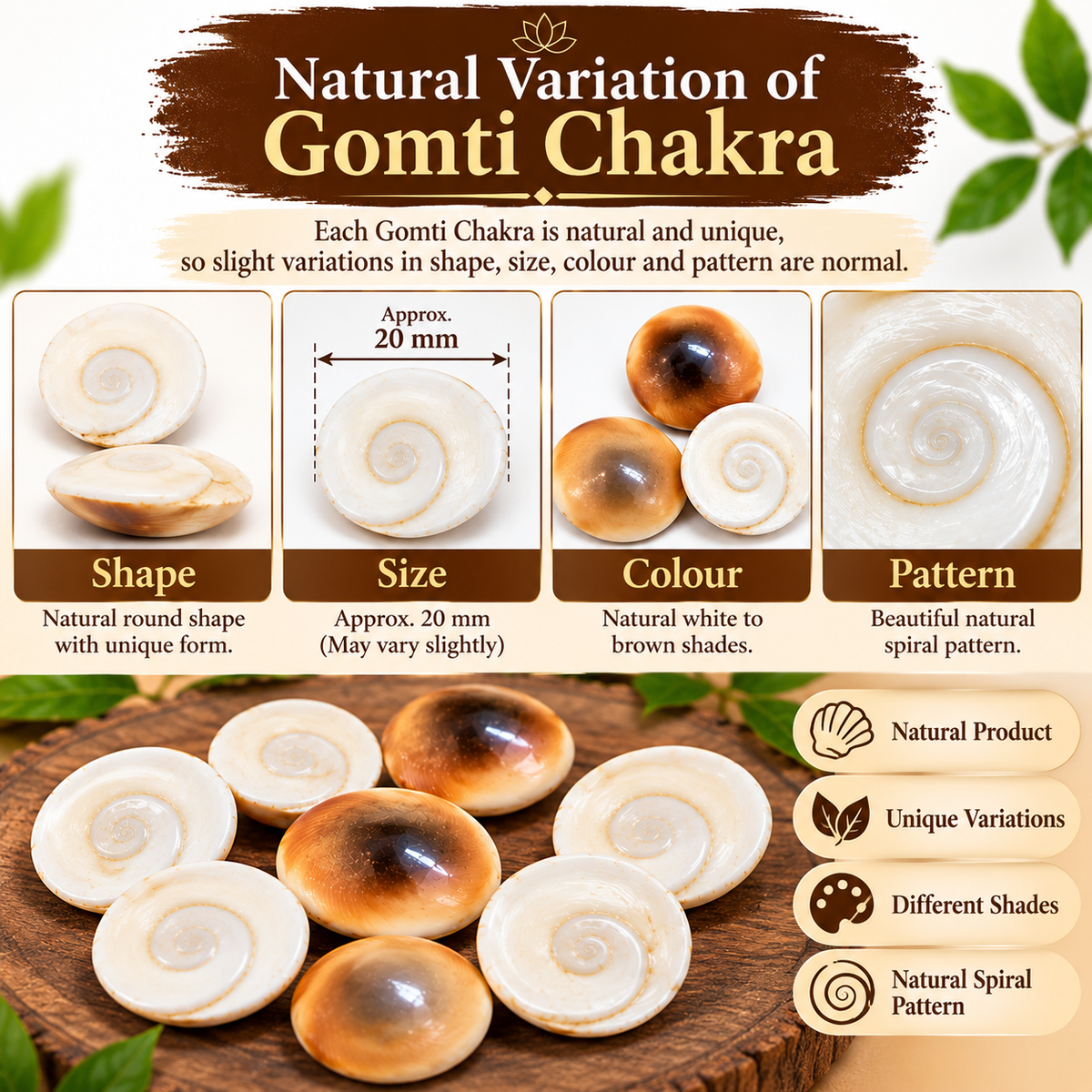 Kriti Creations Gomati Chakra for Lakshmi Puja –Original Gomti River Dwarka Shells for Wealth & Protection (11 pcs)